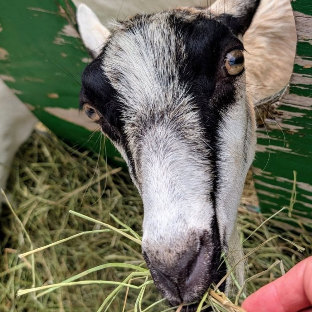 Meet your Posher, Justin